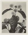 LINCOLN, EDWIN HALE (1828-1938) Suite of 20 photographs from ""Wildflowers of New England.""